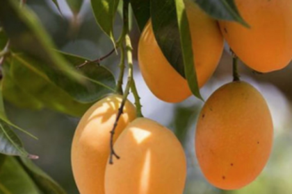 CHARMING MANGO TREE