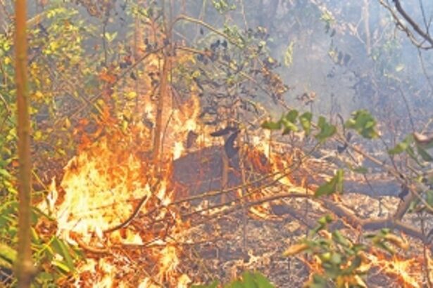 CHARRED  AND  SCARRED