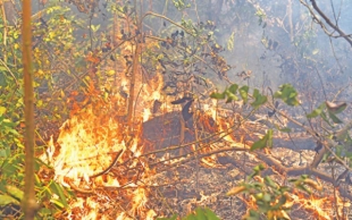 CHARRED  AND  SCARRED