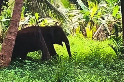 CM Assures Safe Relocation of Elephant Omkar, Compensation for Affected Farmers