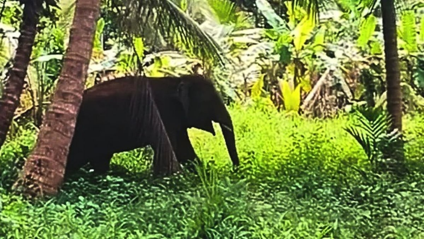 CM Assures Safe Relocation of Elephant Omkar, Compensation for Affected Farmers 1 CM Assures Safe Relocation of Elephant Omkar, Compensation for Affected Farmers