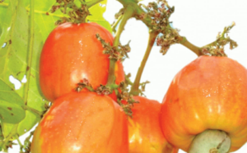 CM approves cashew support price hike 1 CM approves cashew support price hike