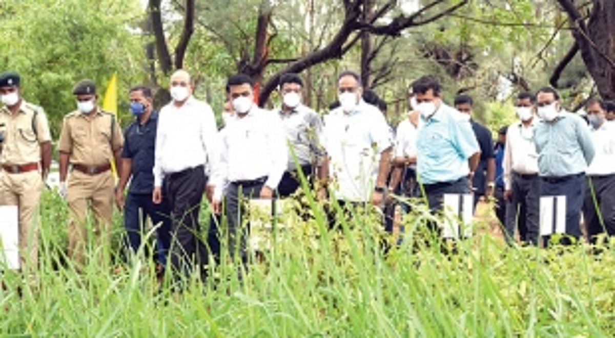 CM launches portal to ease  commercial plantation of trees