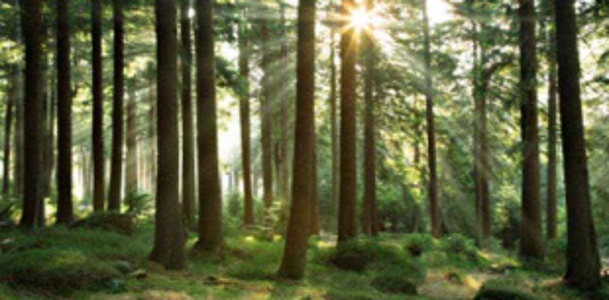 CM seeks relaxation in  Forest (Conservation) Act