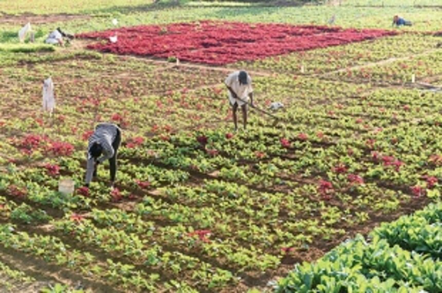 CM urges farmers to produce more milk, veggies and flowers