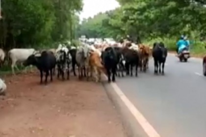 CMC failed to monitor  cattle menace: GGF