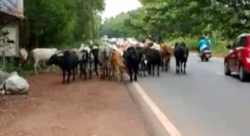CMC failed to monitor cattle menace: GGF 1 CMC failed to monitor cattle menace: GGF