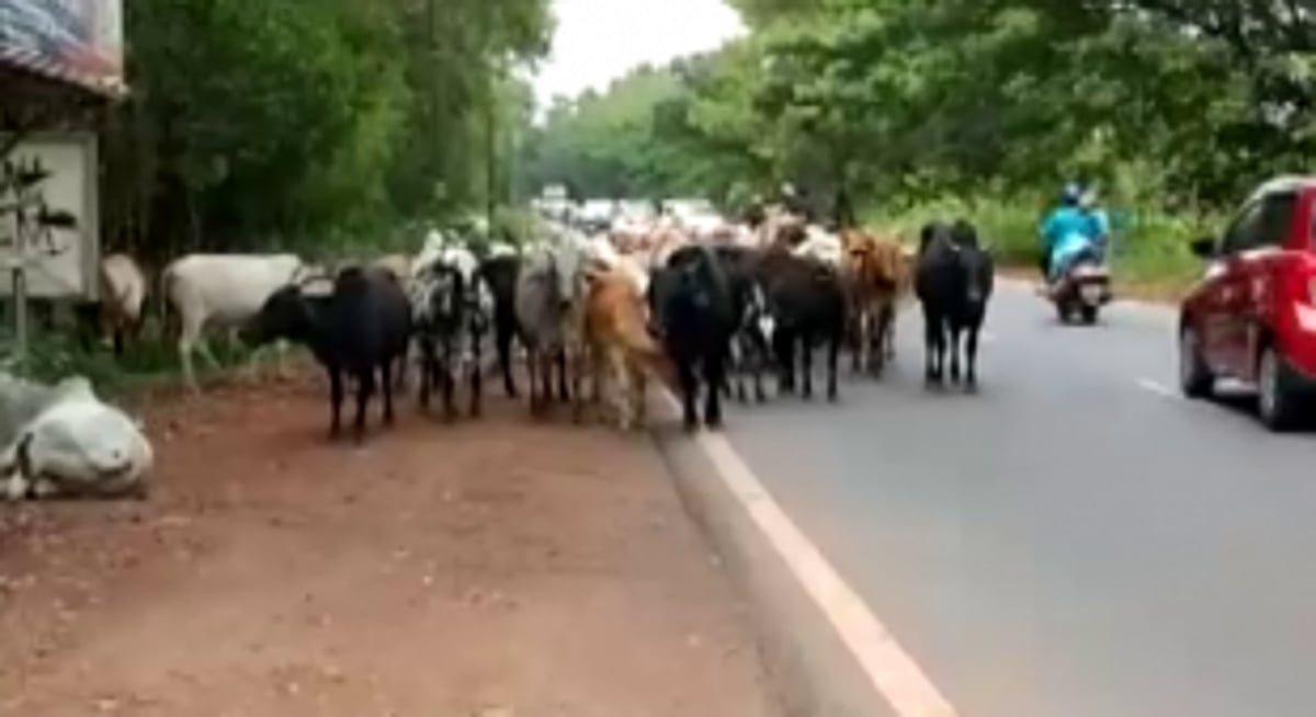 CMC failed to monitor  cattle menace: GGF