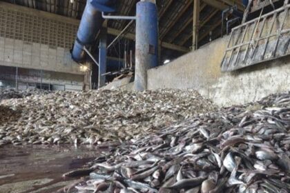 CMC warns of town shutdown over fish meal plant