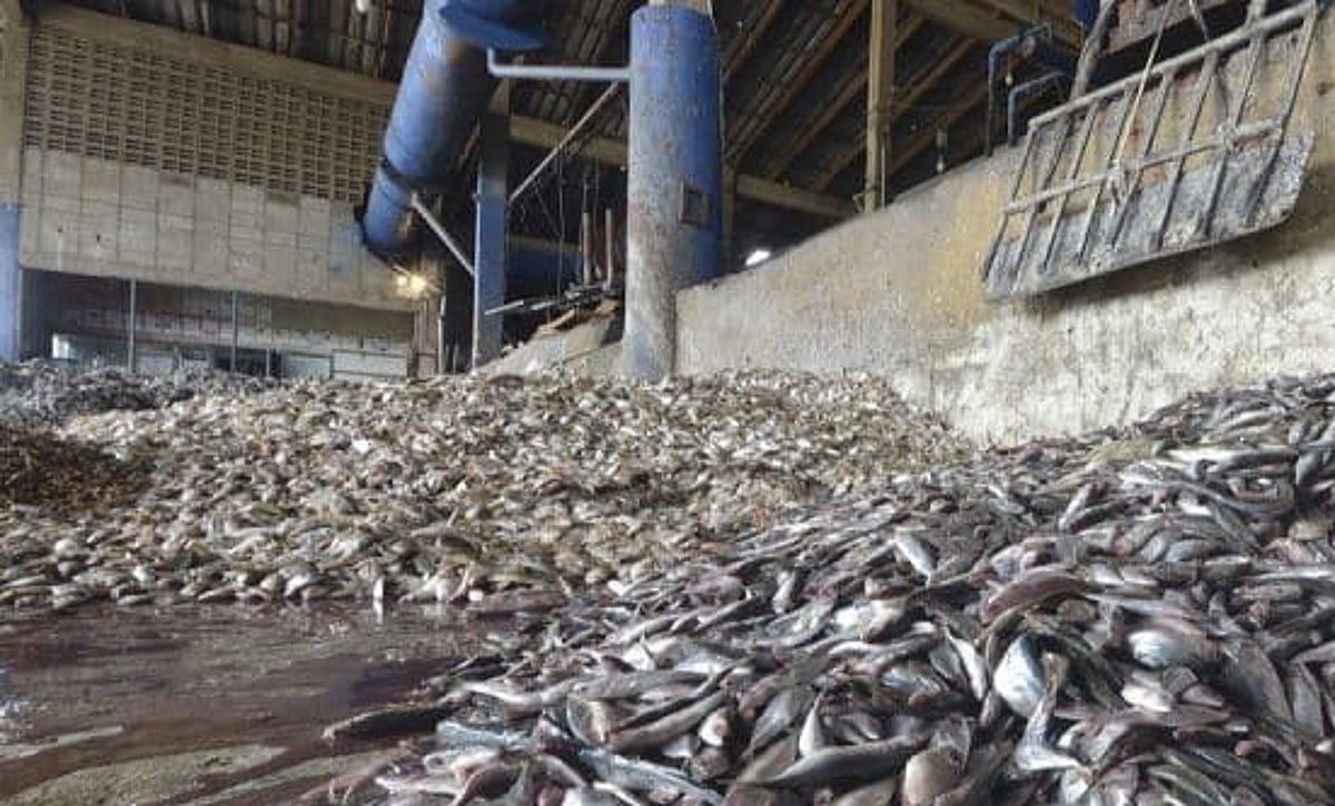 CMC warns of town shutdown over fish meal plant