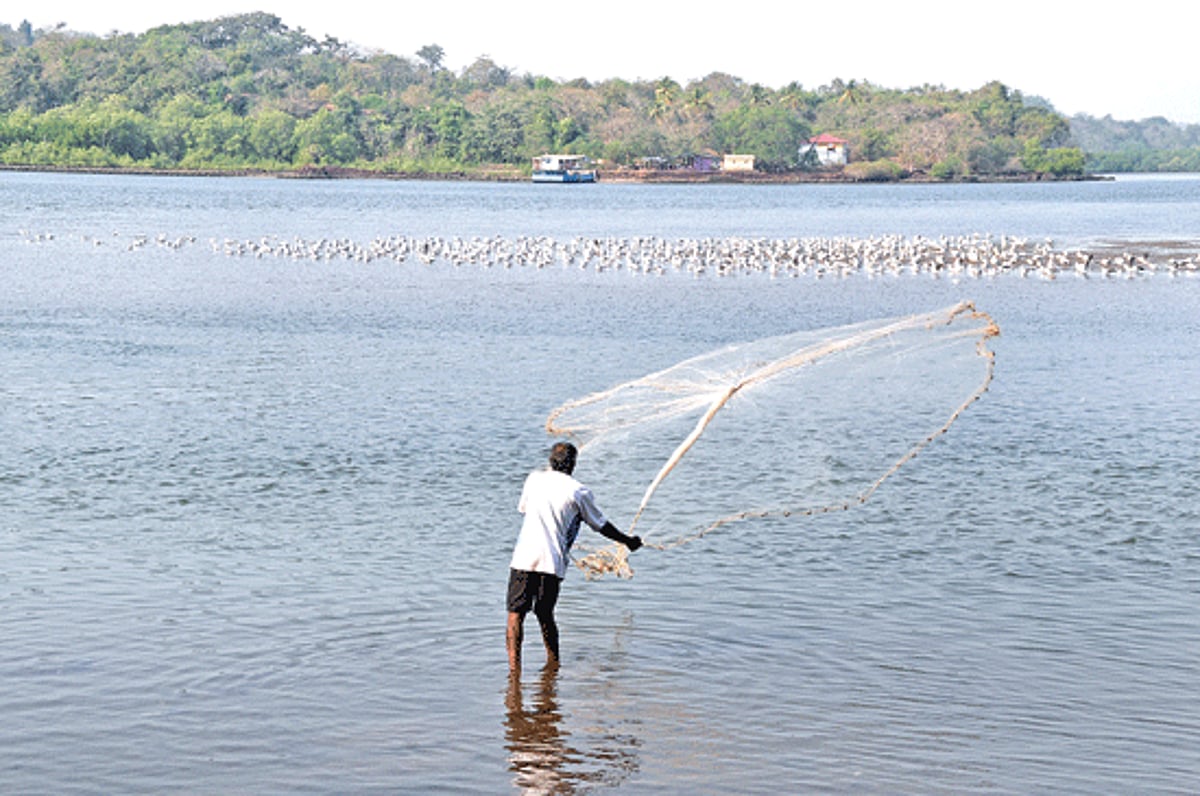 COUNTING ON NATURE: A local man from Keri flings his fishing net (known as pagher) in the Tiracol river hoping for a catch.