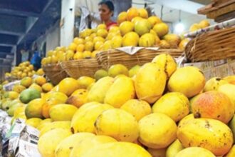 COVID-19 steals scent of Mangoes