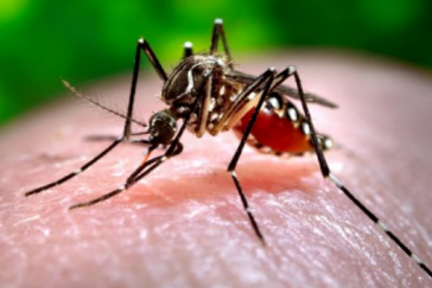 COVID eclipses Dengue challenge, demands preventive measure