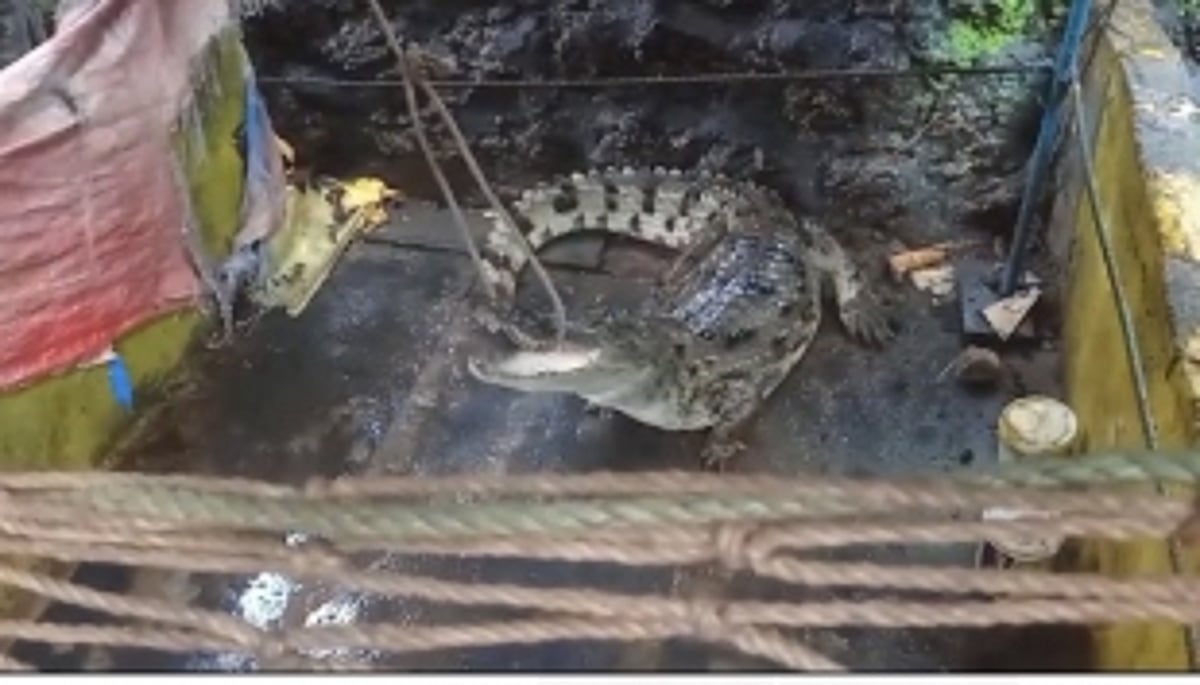 CROCODILE RESCUE: Forest Department Successfully Captures Crocodile in Residential Area of Baina