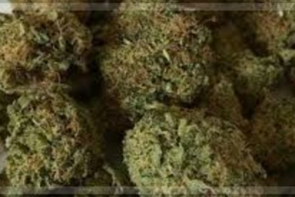 Calangute Police Arrest Odisha Native with 2 Kgs of Suspected Ganja Worth Rs 1.73 Lakh