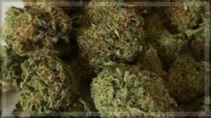 Calangute Police Arrest Odisha Native with 2 Kgs of Suspected Ganja Worth Rs 1.73 Lakh