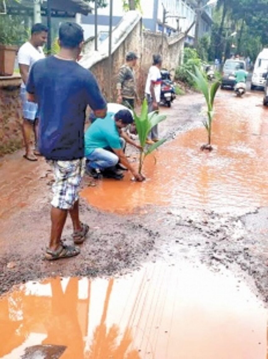 Calangute locals plant coconut saplings on potholes to protest govt apathy 1 Calangute locals plant coconut saplings on potholes to protest govt apathy