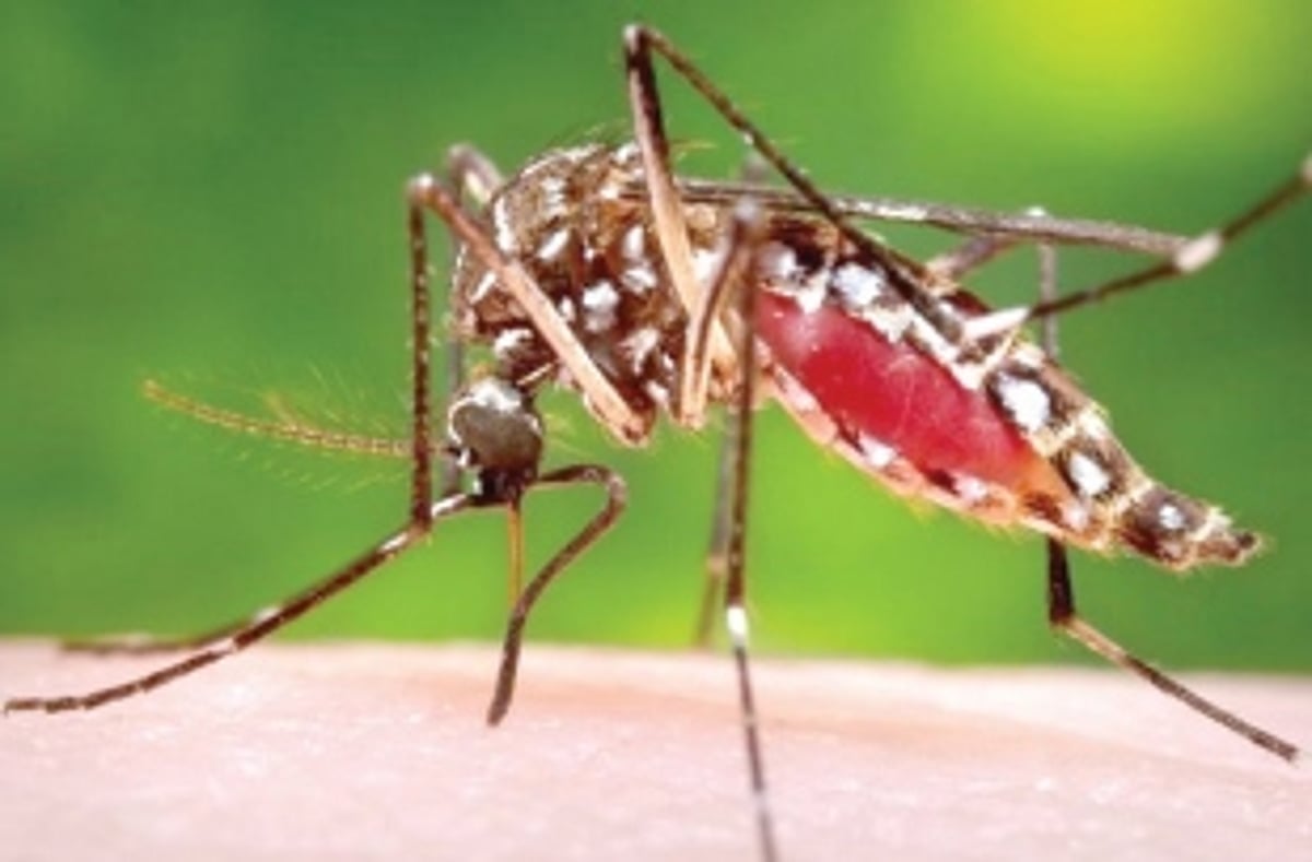 Calangute squatting on a dengue ‘time bomb’, 94 cases detected at testing programme