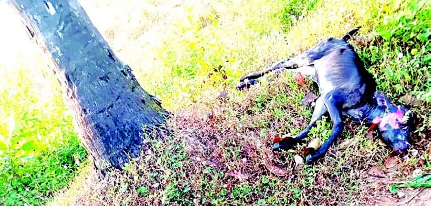 Calf fatally knocked down by speeding vehicle in Siolim
