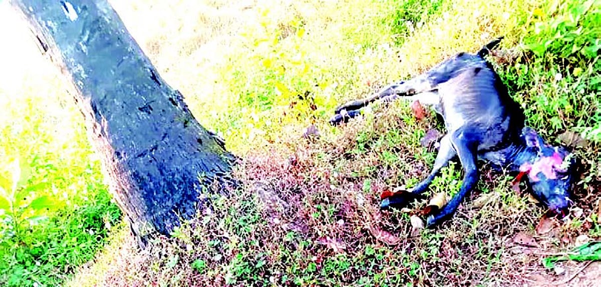 Calf fatally knocked down by speeding vehicle in Siolim