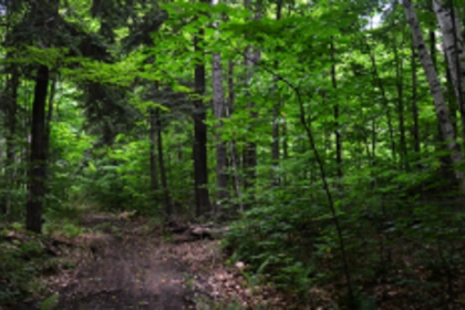 Can Goa afford reduction of ESA villages?