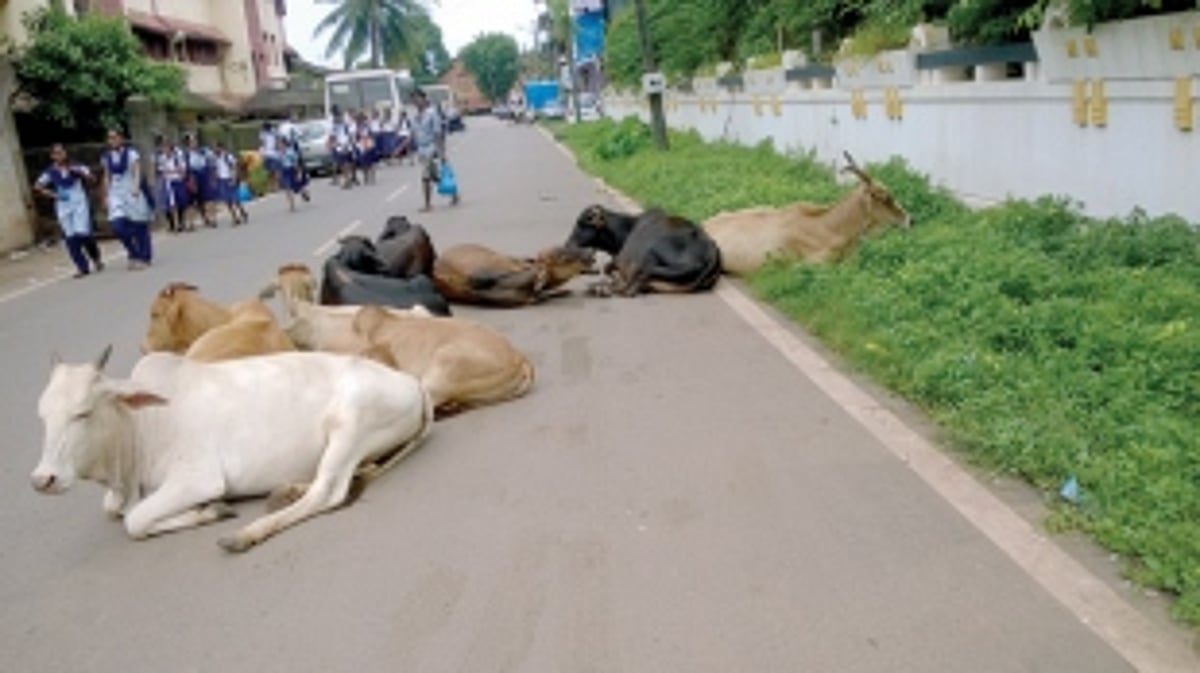 Can we have ‘No Moo Zones’ please!