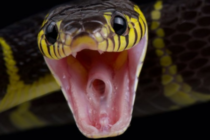 Canacona Educationist Nanda Satarkar Dies After Snake Bite; Society Alleges Medical Negligence