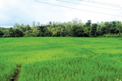 Canacona farmers feel the heat as lack of rains pose threat to crops