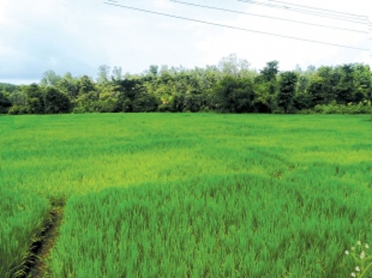 Canacona farmers feel the heat as lack of rains pose threat to crops