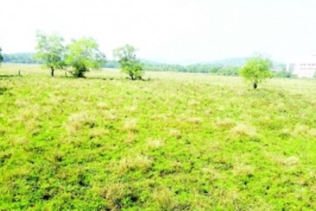 Canacona farmers shy away from sowing rabi crops