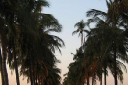 Canacona fights the good fight to save 15,000 trees to be axed at Karmalghat