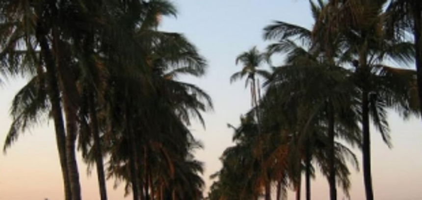 Canacona fights the good fight to save 15,000 trees to be axed at Karmalghat