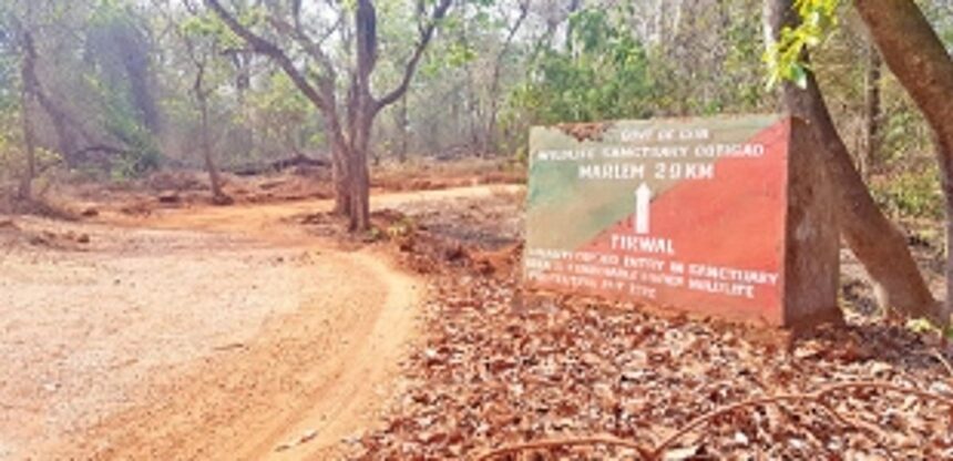 Canacona tribal villagers upbeat after MLA   gets forest chairmanship