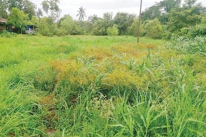 Canacona’s natural ponds dying a slow death