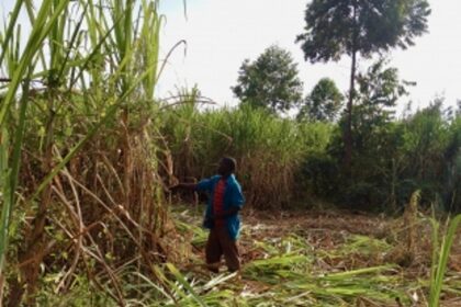 Cancelling sugarcane crushing big blow to farmers: Cong MLA