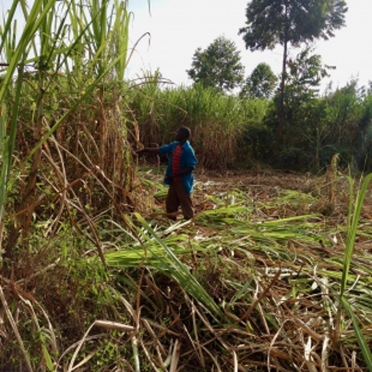 Cancelling sugarcane crushing big blow to farmers: Cong MLA