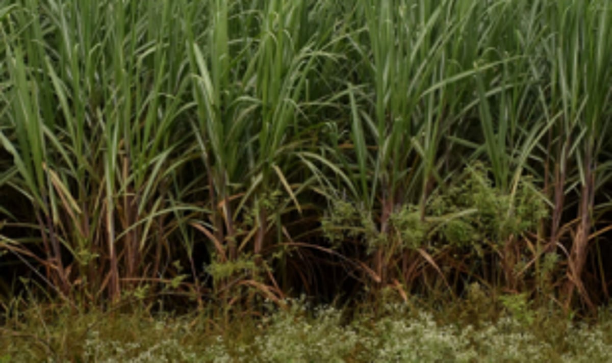 Cane farmers for resumption  of crushing season