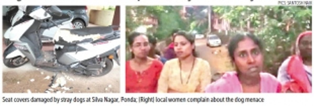 Canine menace raises its ugly  head in Ponda’s Silva Nagar