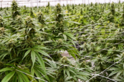Cannabis? Really? Should we legalise its cultivation?