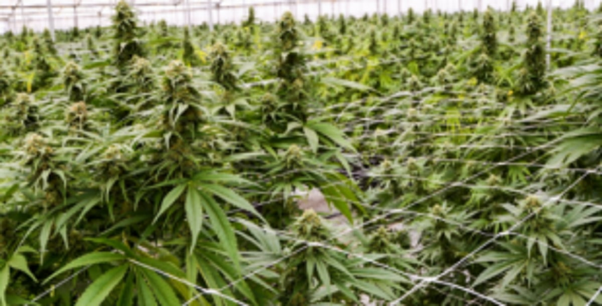 Cannabis? Really? Should we legalise its cultivation?