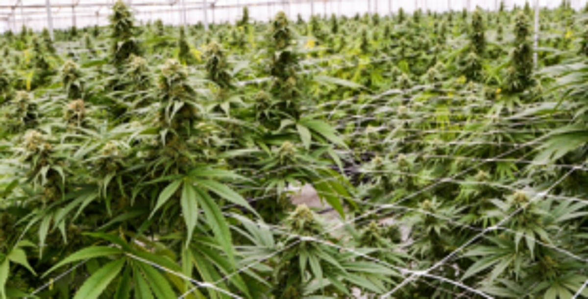 Cannabis? Really? Should we legalise its cultivation?