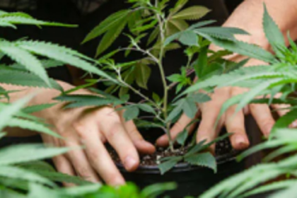 Cannabis cultivation should have no  place in Goa