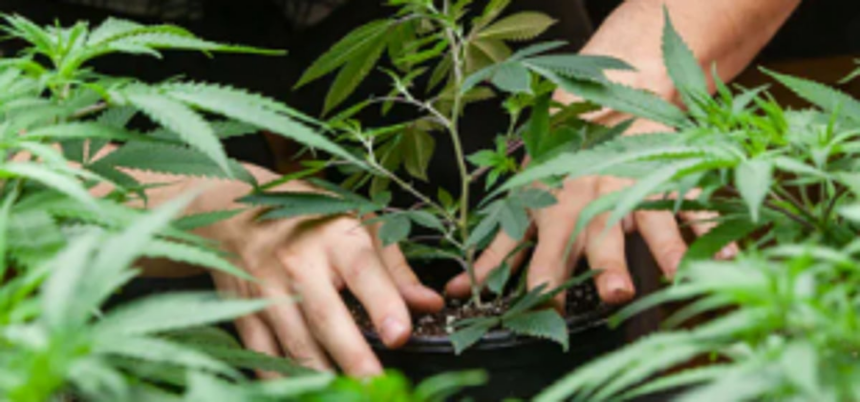 Cannabis cultivation should have no  place in Goa