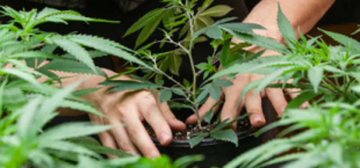 Cannabis cultivation should have no  place in Goa