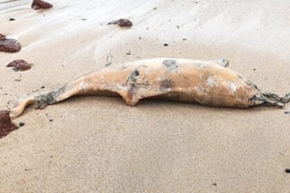 Carcass of adult dolphin washes ashore on Colomb beach