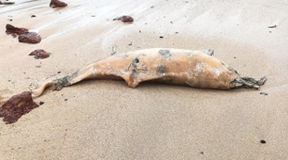 Carcass of adult dolphin washes ashore on Colomb beach