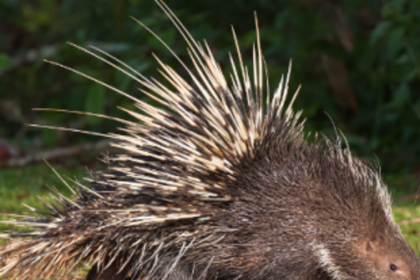 Carcass of porcupine found on the road