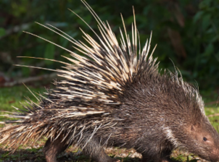 Carcass of porcupine found on the road