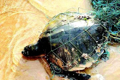 Carcasses of three finless porpoises washed ashore on  South Goa beaches