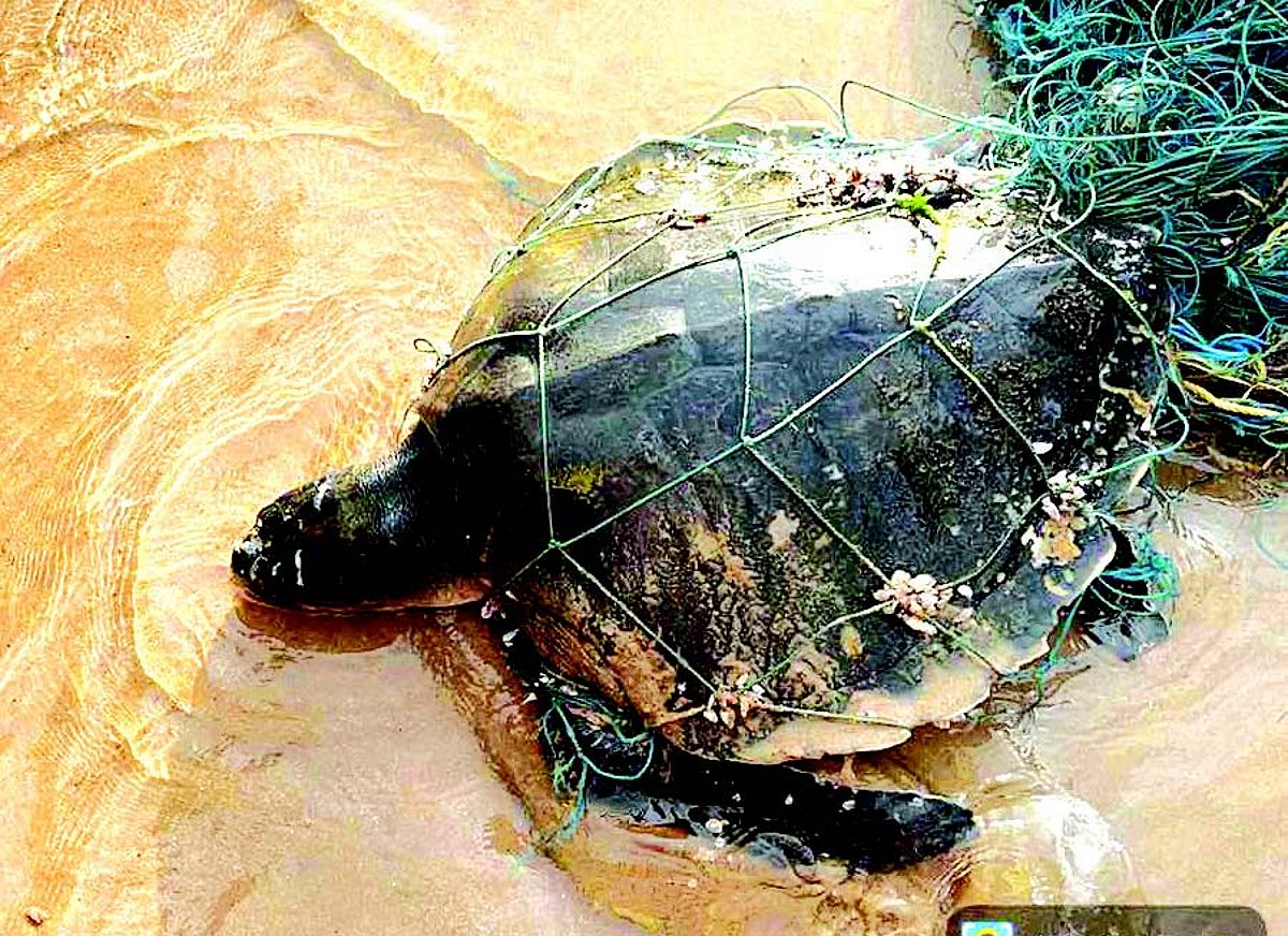 Carcasses of three finless porpoises washed ashore on  South Goa beaches
